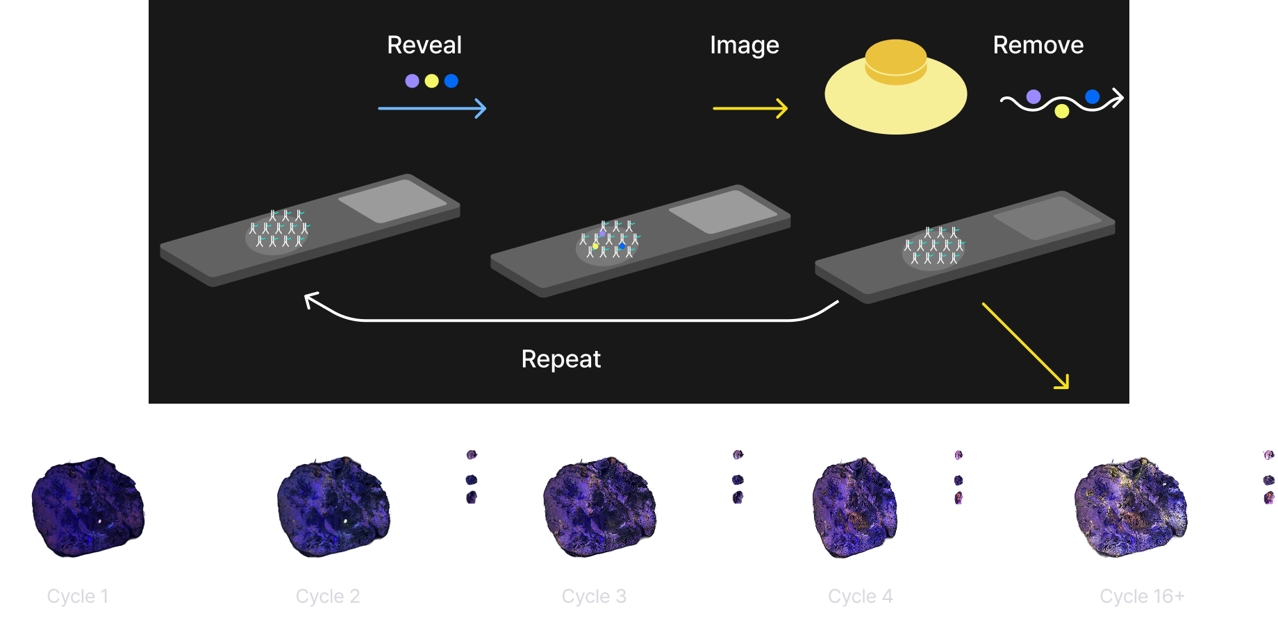 Diagram of a repeatable lab cycle: reveal, image, remove steps shown on three platforms; a white 'Repeat' arc ties the steps, with a yellow exit arrow and bottom cycle labels (Cycle 1 to Cycle 16+).